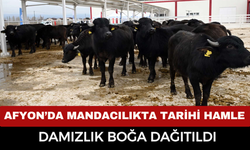 Afyon’da Mandacılıkta Tarihi Hamle, Manda Dağıtıldı