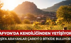 Afyonkarahisar'da kendiliğinden yetişiyor: Uyku problemlerinden cilt problemlerine her derdi çözüyor