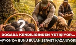 Bu mantarı bulan servet kazanıyor
