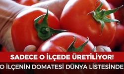 O ilçenin domatesi dünyanın en iyi domatesleri arasına girdi