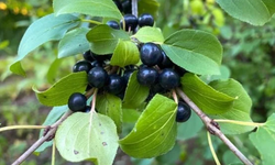 Acı Çehre Nedir, Ne İçin Kullanılır, Faydaları ve Zararları Nelerdir? Doğal Zayıflatıcı mı, Gizli Tehlike mi?