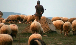 Sosyal Medyada Paylaşılan Çoban İlanı Gündem Oldu, 590 Bin TL Ücret