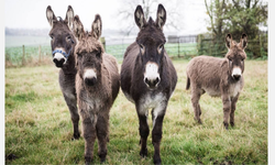 Eşek Fiyatlarında Afyonkarahisar Zirvede!