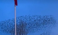 Kuşların Türk Bayrağı Çevresindeki Dansı Sosyal Medyayı Salladı!