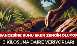Bahçesine bunu eken zengin oluyor! 3 kilosuna daire veriyorlar