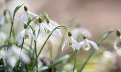 Bu çiçeği yanlışlıkla bile koparan yandı! Cezası 699 bin TL