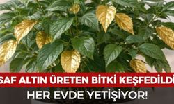 Her evde yetişen bu bitkinin içinden altın çıkıyor