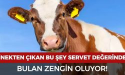 İnekten çıkan bu şey servet değerinde! Bulan zengin oluyor