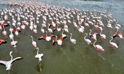 Eber Gölü’nde Pembe Şölen! Flamingolar Bu Yıl da Mola Yeri Olarak Afyon’u Seçti