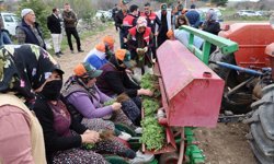 Kekik Üreticisine Tam Destek! Dinar’da "Sözleşmeli Tarım" Modeliyle İlk Fideler Toprakla Buluştu