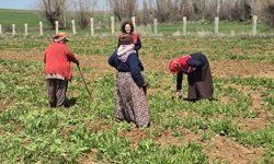 Afyonkarahisar’daki haşhaş tarlalarında yoğun mesai başladı