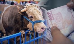 2026 kurbanlık fiyatları ne kadar? İşte büyükbaş ve küçükbaş fiyatları...