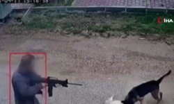 Kavga eden sokak köpeklerine pompalı tüfekle ateş açtı