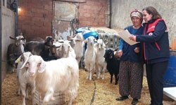 Afyonkarahisar’da hayvancılık işletmelerine yakın takip: Denetim ve eğitim bir arada