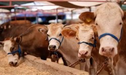 Kurban Bayramı’nda bunları yapanlar yandı! Cezalar rekor seviyeye çıktı