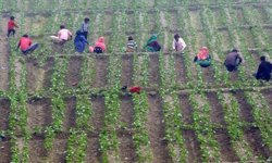 Toprağa ektiler, serveti biçtiler: Bu ürünle köylüler 90 günde zengin oldu