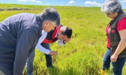 Afyon’da hububat tarlalarında zararlı alarmı: Süneye karşı denetimler sıklaştırıldı