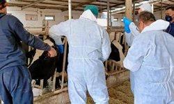 Afyon’da hayvancılıkta sıkı denetim: Ari işletme uygulamaları sürüyor