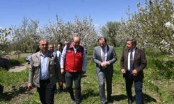 Çay'da 'Böğürtlen Yaygınlaştırılması Projesi' kapsamında çitçilere fidan dağıtıldı