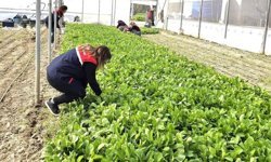 Afyon’da sera üreticilerine yerinde denetim ve teknik destek