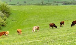Tarım Bakanlığı'ndan Mera Açıklaması: Hayvancılığın Sürdürülebilirliği İçin Takvim Şart