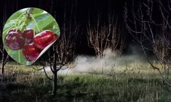 Afyon’da Meyve Bahçelerinde "Don" Nöbeti!