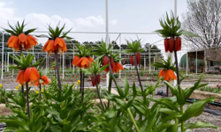 Türkiye’de Tek Nokta! 38 Tür Ters Lale Aynı Yerde: Koparan Yandı, Ceza Dudak Uçuklatıyor