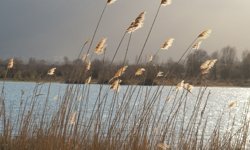 Ünlü Kirazların Kaderi Bu Habere Bağlıydı! Akşehir Gölü’nde Neler Oluyor? Kuraklık Kabusu Bitiyor mu?