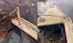 Nilüfer Cenneti’nde Nefes Kesen Denetim: Yakalanan Balıklar Özgürlüğüne Kavuştu