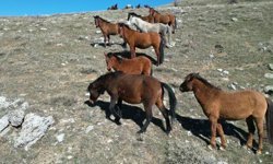 Afyon'da havanın ısınmasıyla yılkı atlarının hareketliliği arttı...