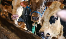 2026 vekaletle kurban kesim bedeli açıklandı: yurt içi ve yurt dışı fiyatları ne kadar oldu?