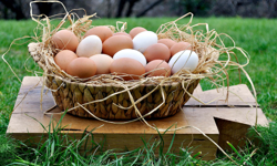 “Köy ürünü” etiketi yasaklandı mı, tüketici nasıl yanıltıldı?