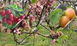 Afyonkarahisar’da Zirai Donun Acı Bilançosu: Kayısı ve Erikleri Don Vurdu, Kiraz Kurtuldu