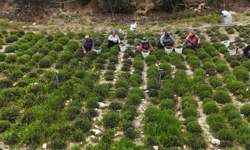 Sofraların Vazgeçilmezinde Bereketli Hasat: Kilosu 300 Liradan Satılıyor