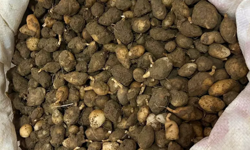 Bu Bitkiyi Sökmek Pahalıya Patlıyor: Yarım Milyonluk Ceza!