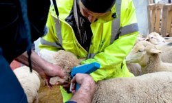 Afyonlu Üreticiden Kuzulama Rekoru! Hayvancılıkta Kulak Arkası Aşılama Nedir, Verimi Nasıl Artırır?