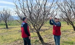Afyon’da zirai don sonrası sahada yoğun mesai başladı