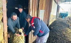Afyonkarahisar’da hayvan sağlığı için sahada yoğun mesai