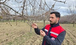 Afyonkarahisar’da zirai don alarmı: Meyve bahçelerinde denetimler sıklaştırıldı
