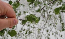 Afyonlu çiftçiler dikkat! Soğuk hava kapıda, don alarmı verildi
