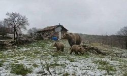 Afyon'un Komşusunda Yaylaya İnen Anne Ayı Ve Yavruları Korku Saldı!
