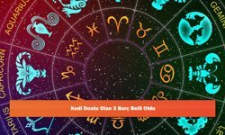 Kedi Dostu Olan 3 Burç Belli Oldu