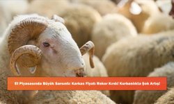 Et Piyasasında Büyük Sarsıntı: Karkas Fiyatı Rekor Kırdı! Kurbanlıkta Şok Artış!