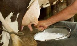Süt üretiminde devrim niteliğinde yenilik: Bir sağımda litrelerce süt!