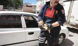 Afyon'da Heyecan Dolu Anlar! İnatçı Yavru Kediden İtfaiyecilere Sürpriz: İlk Araçtan Çıktı, İtfaiye Erinin Aracına Kaçtı