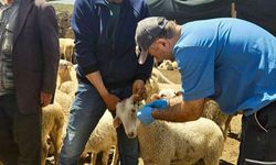 Şuhut’ta küçükbaş hayvan ıslahı çalışmaları için 2026 kontrolleri yapıldı