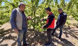 Afyonkarahisar’da kiraz bahçeleri mercek altında