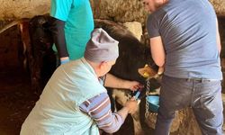 Afyon'da şap hastalığına karşı yeni adım: İhsaniye’de büyükbaş hayvanlardan kan örneği alındı