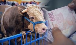 Kurbanlık alacakların dikkatine! İnsanları işte böyle dolandırıyorlar