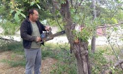 Emirdağ Yarımca Köyü’nde yeşil dönüşüm: Budanan ağaçlar yeniden filiz verdi